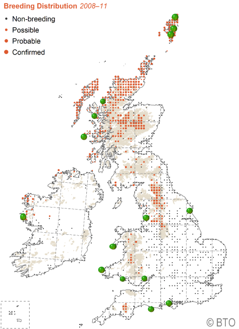 Distribution and sightings of the dunlin across the British Isles