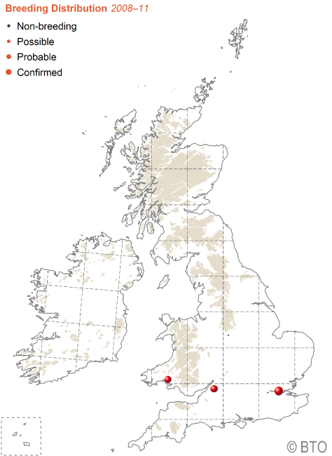 Distribution and sightings of the Nene goose across the British Isles